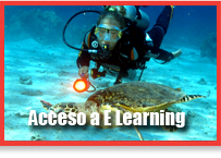 accessoelees.jpg