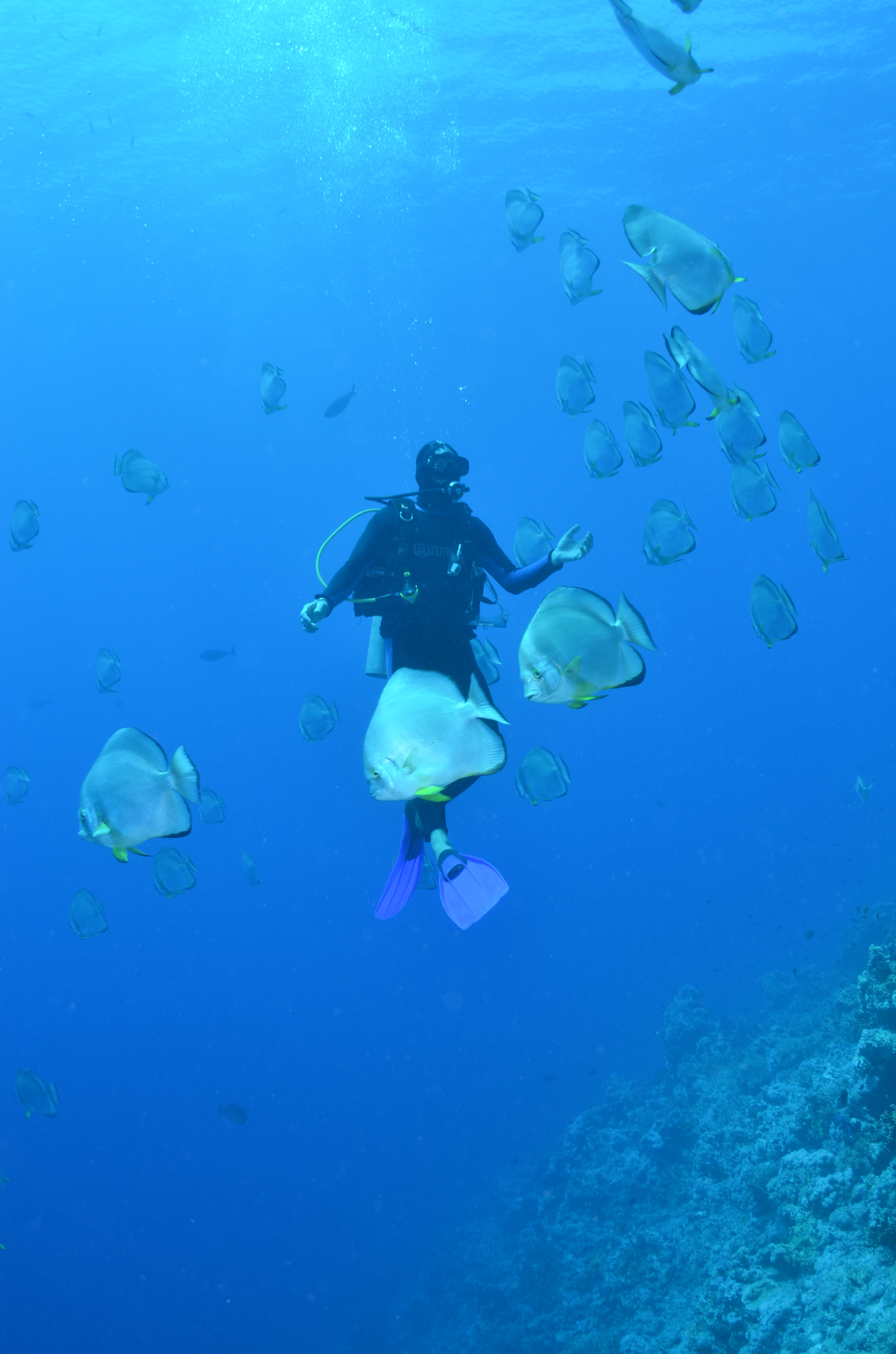 THE ULTIMATE GUIDE TO CHOOSING A DIVING CENTER - INSTRUCTORS, COURSES, AND INTERNATIONAL CERTIFICATIONS FOR DIVING WORLDWIDE