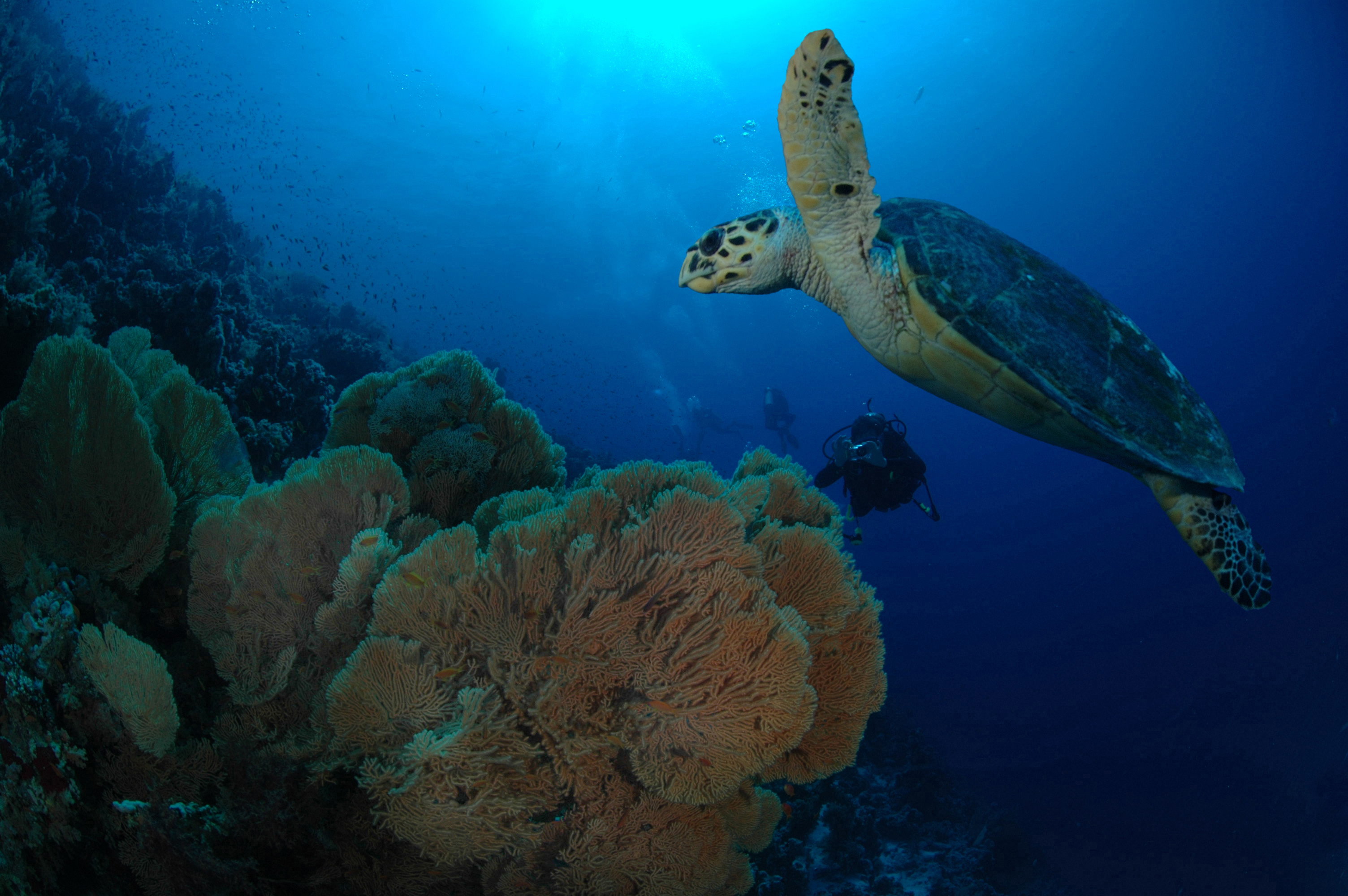 LE ABILITÀ FONDAMENTALI DEI SUBACQUEI PER PRESERVARE E TUTELARE L'ECOSISTEMA MARINO