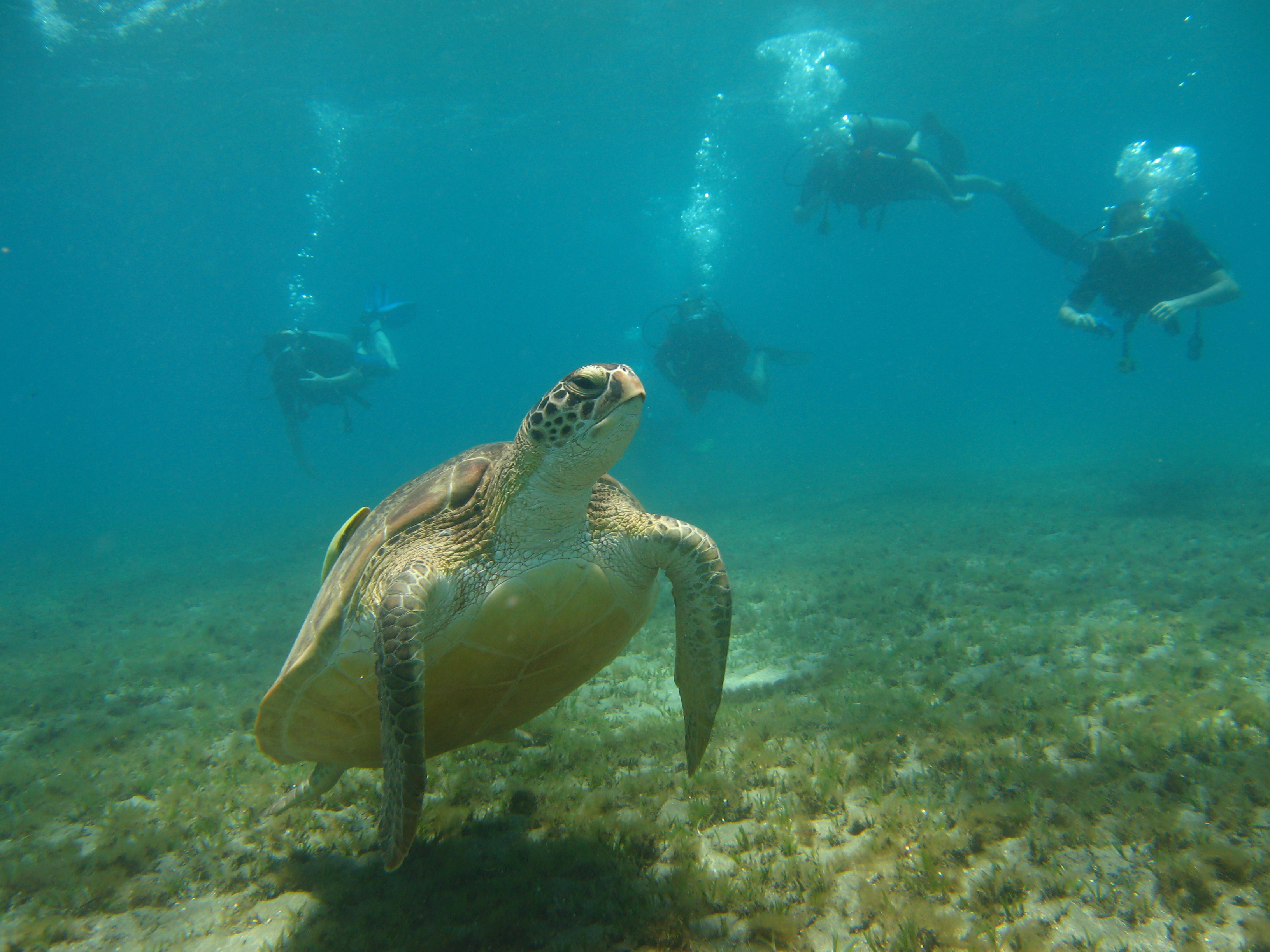 MARINE ECOSYSTEM – THE FUNDAMENTAL SKILLS DIVERS NEED TO PRESERVE AND PROTECT IT