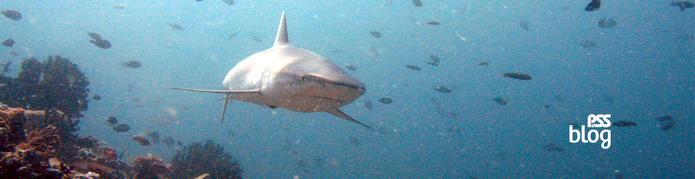 OFTEN, SHARK ATTACKS ARE MENTIONED. WHAT ARE THE REAL DANGERS FOR DIVERS?
