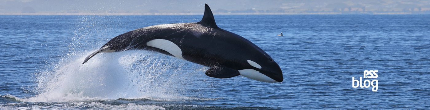 DO CAPTIVE ORCAS EXPERIENCE 