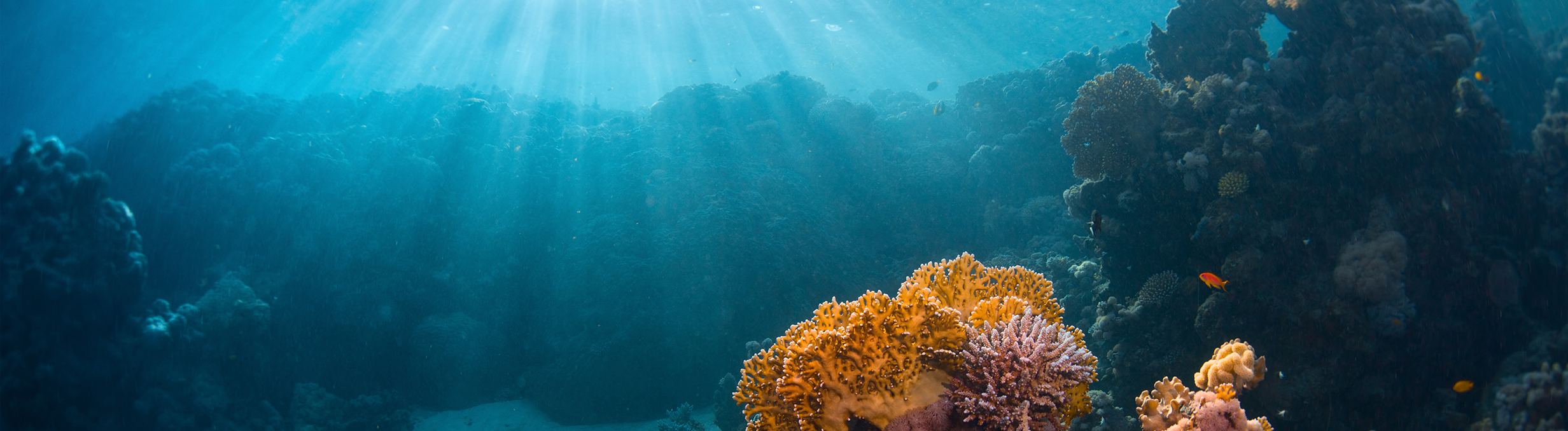 specialty diving courses